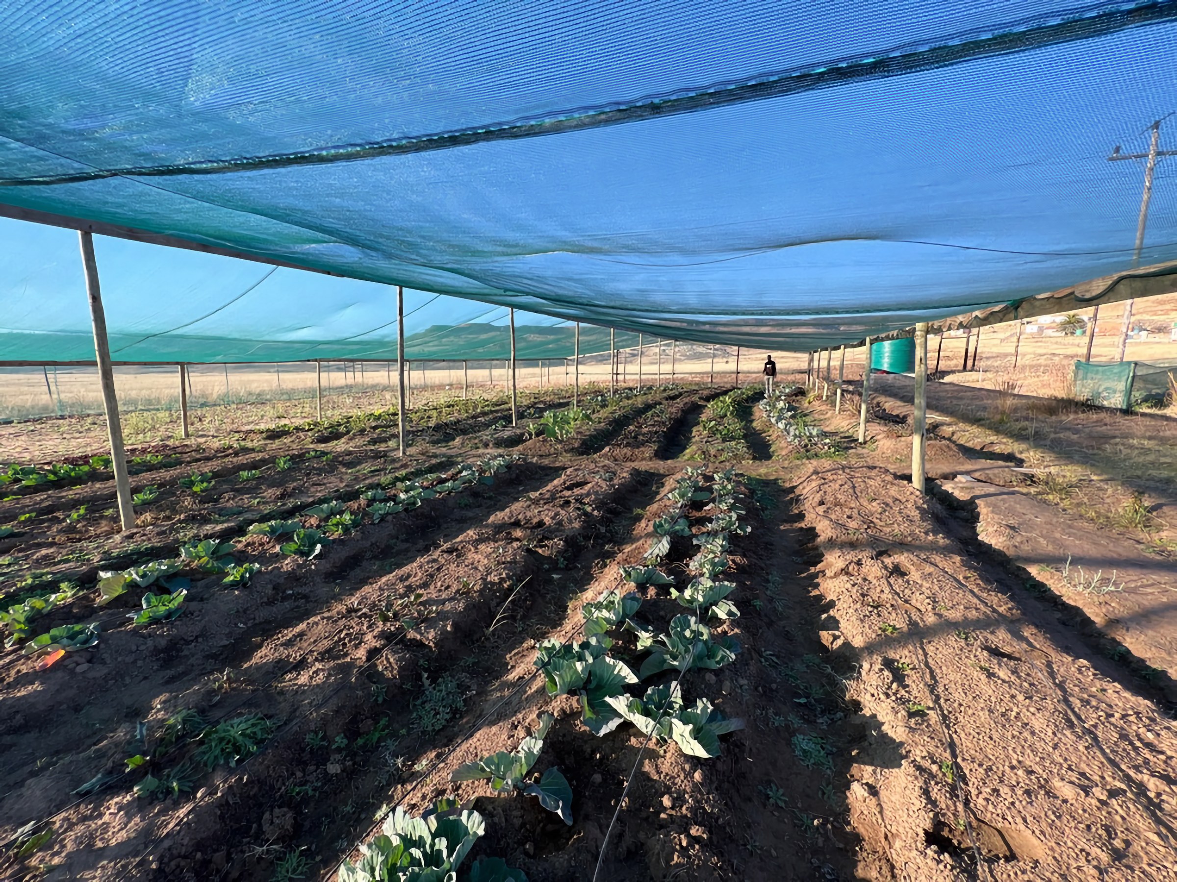 The working vegetable garden recorded during Rory Clark’s Mzimhlophe Co-op agricultural assessment near Matatiele