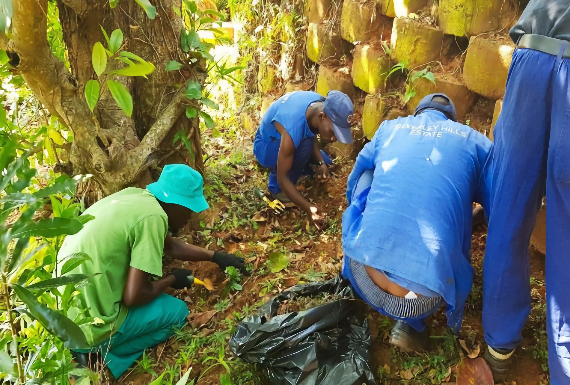 The Beverley Hills Estate and Green Guy teams identifying and removing invasive plants during practical training