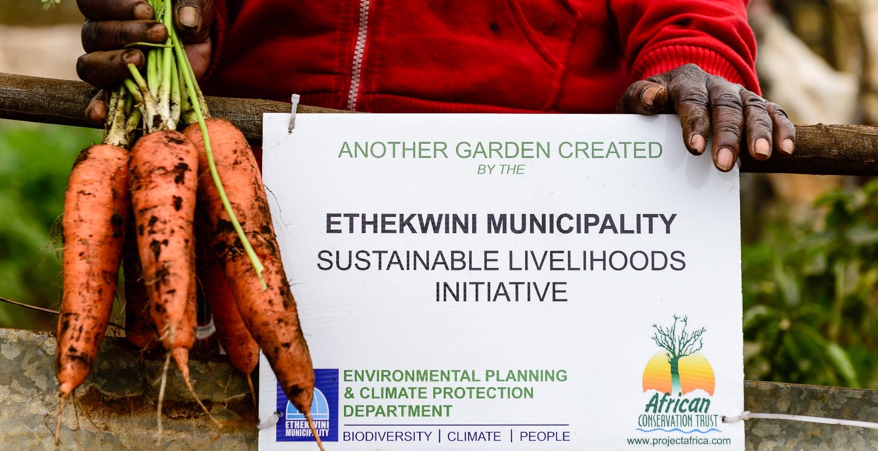 Freshly harvested carrots beside an eThekwini Municipality Sustainable Livelihoods Initiative project sign