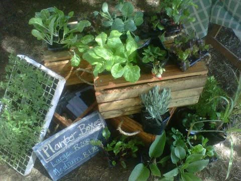 Organic seedlings and herbs displayed for sale at the Waldorf market