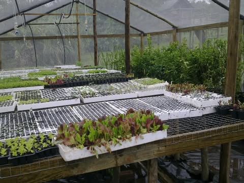 Seedling trays on raised benches with trees and plants behind them in The Green Guy nursery