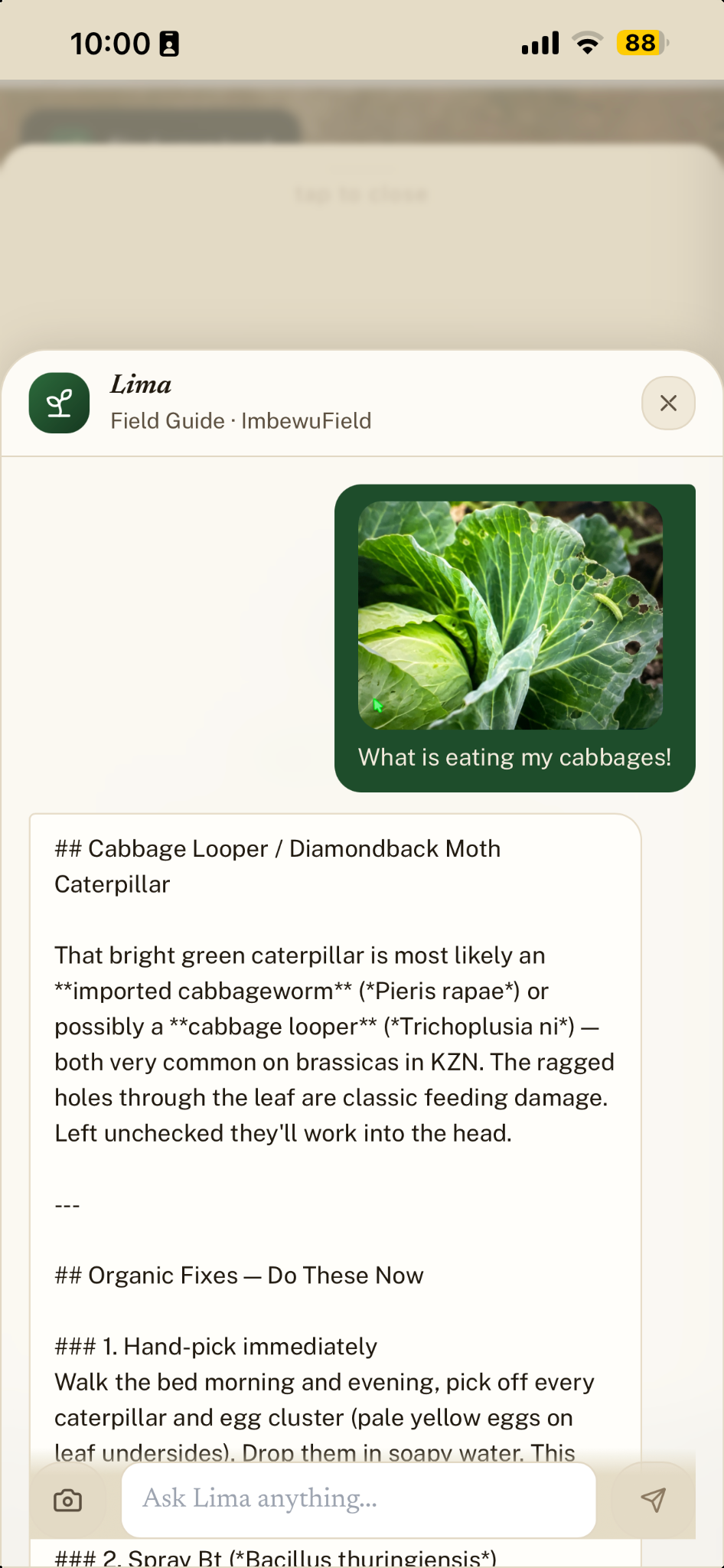 Lima app view with a photo question about damaged cabbage leaves