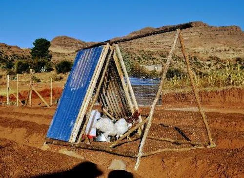 Chickens beneath an A-frame mobile coop and wire run positioned over a raised garden bed