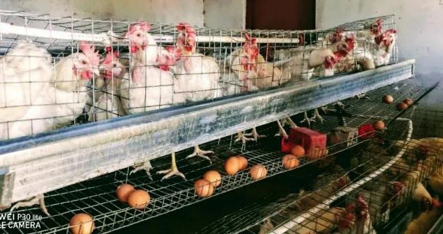 Chickens confined in rows of wire battery cages, with eggs visible on collection trays