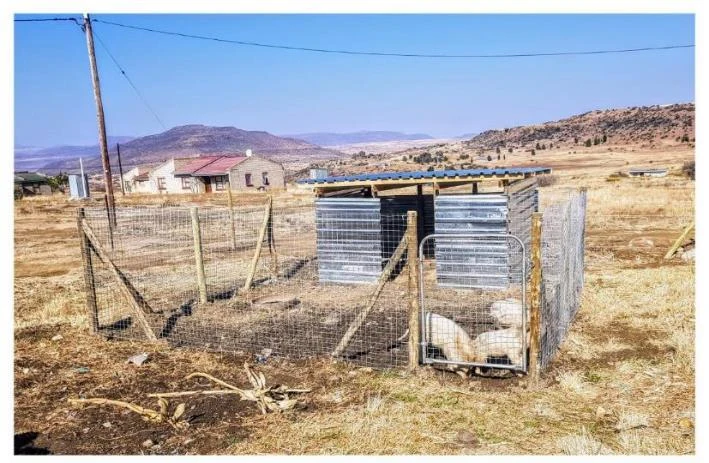 Pigs in a fenced outdoor run beside a newly built timber and corrugated-metal shelter