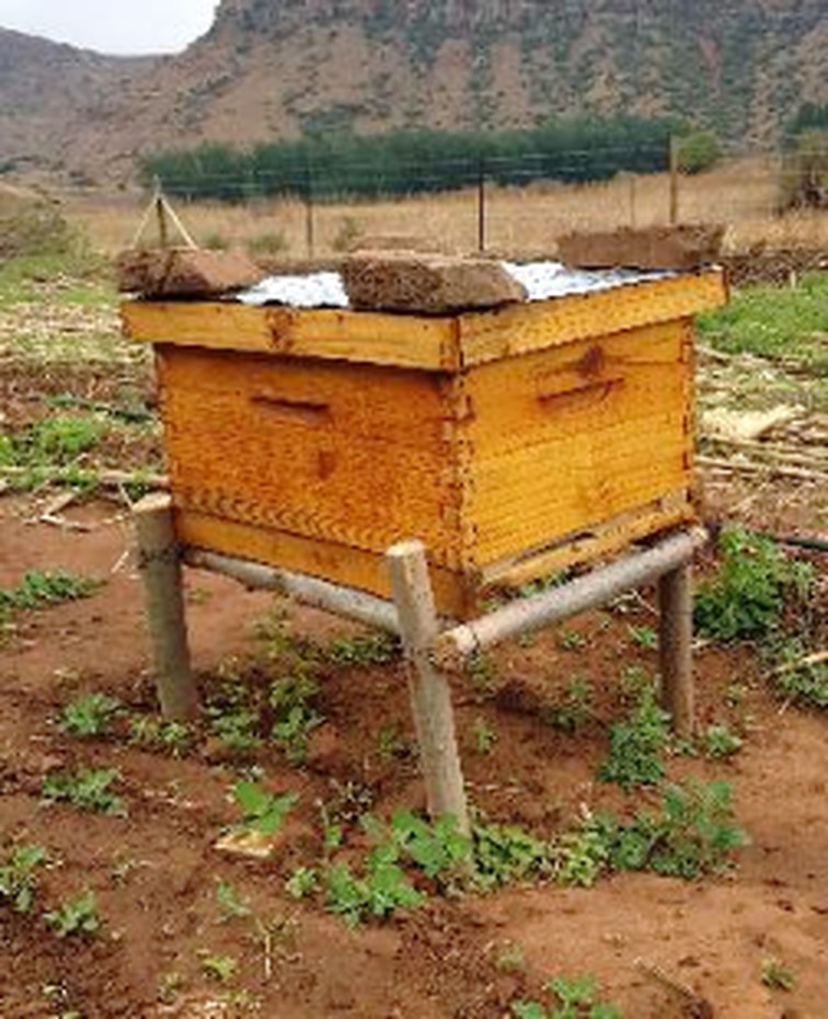 A yellow Langstroth beehive raised on a wooden stand in an open Lesotho field, with hills behind