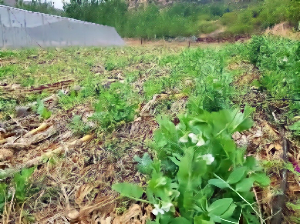 A green cover crop growing through retained surface mulch