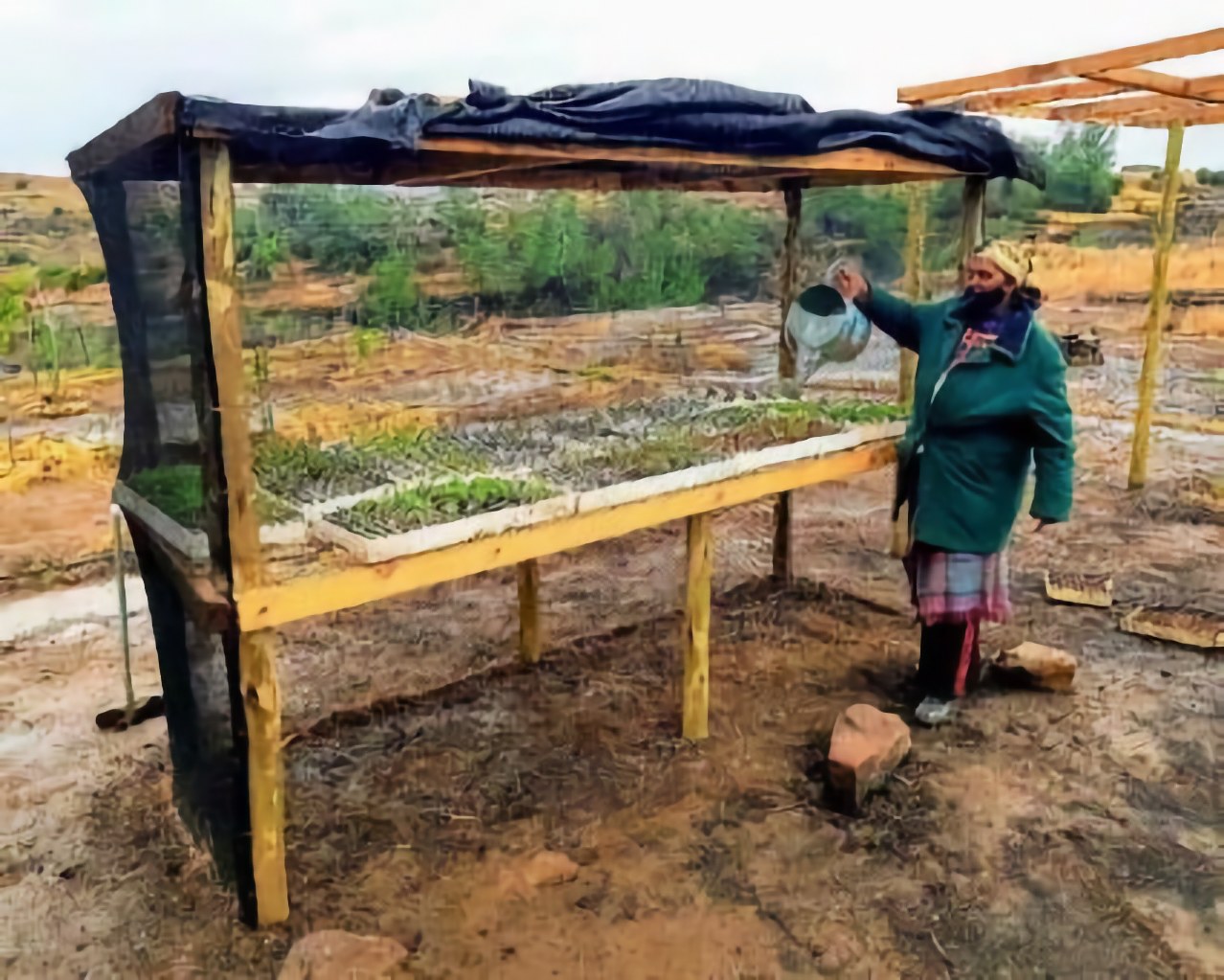 A participant working at a shaded mini seedling nursery