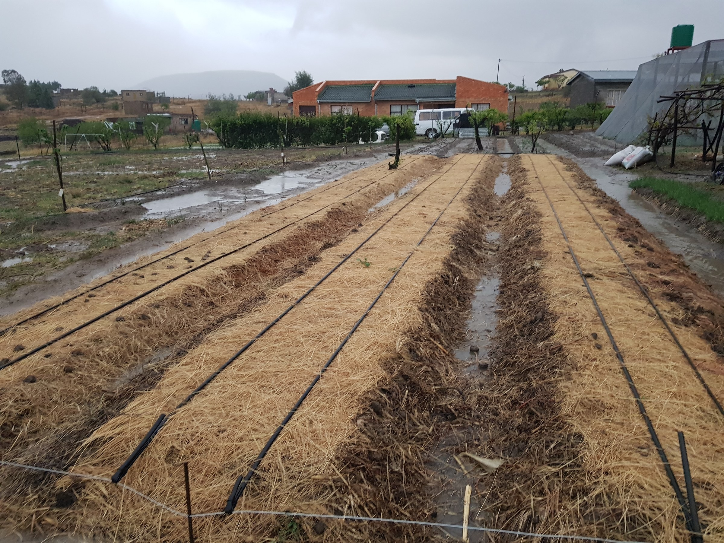 Long mulched raised beds with black drip lines and rainwater visible in the channels and surrounding paths