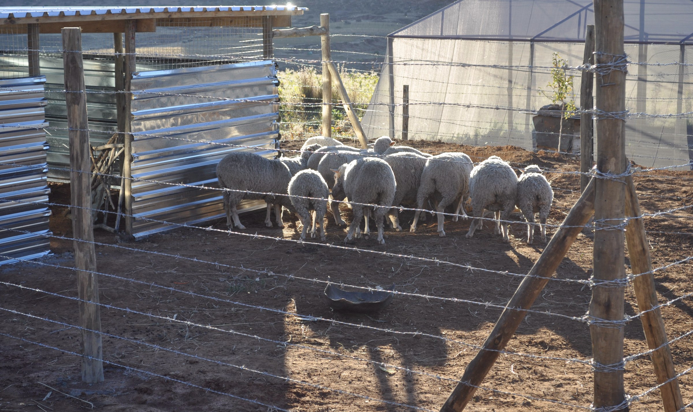 Sheep inside a newly constructed run at a demonstration garden