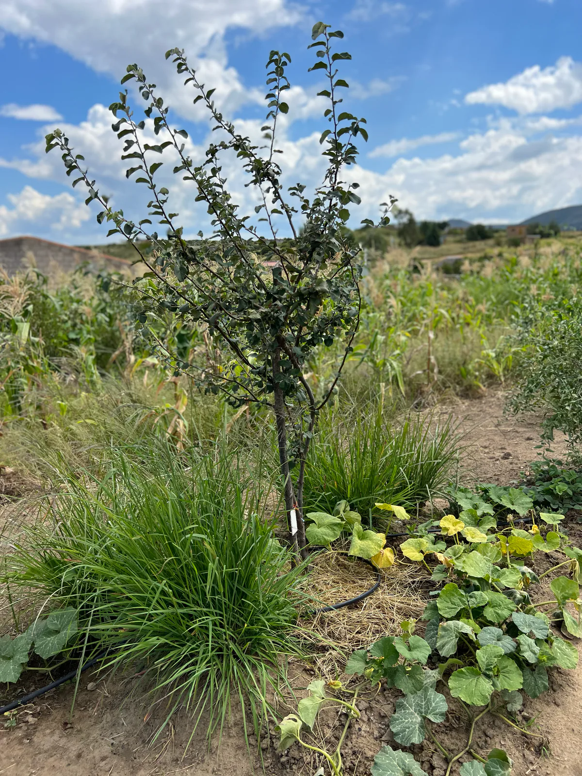 A tree growing among dense grass clumps and broad-leaved groundcover, with an irrigation line at its base and maize behind