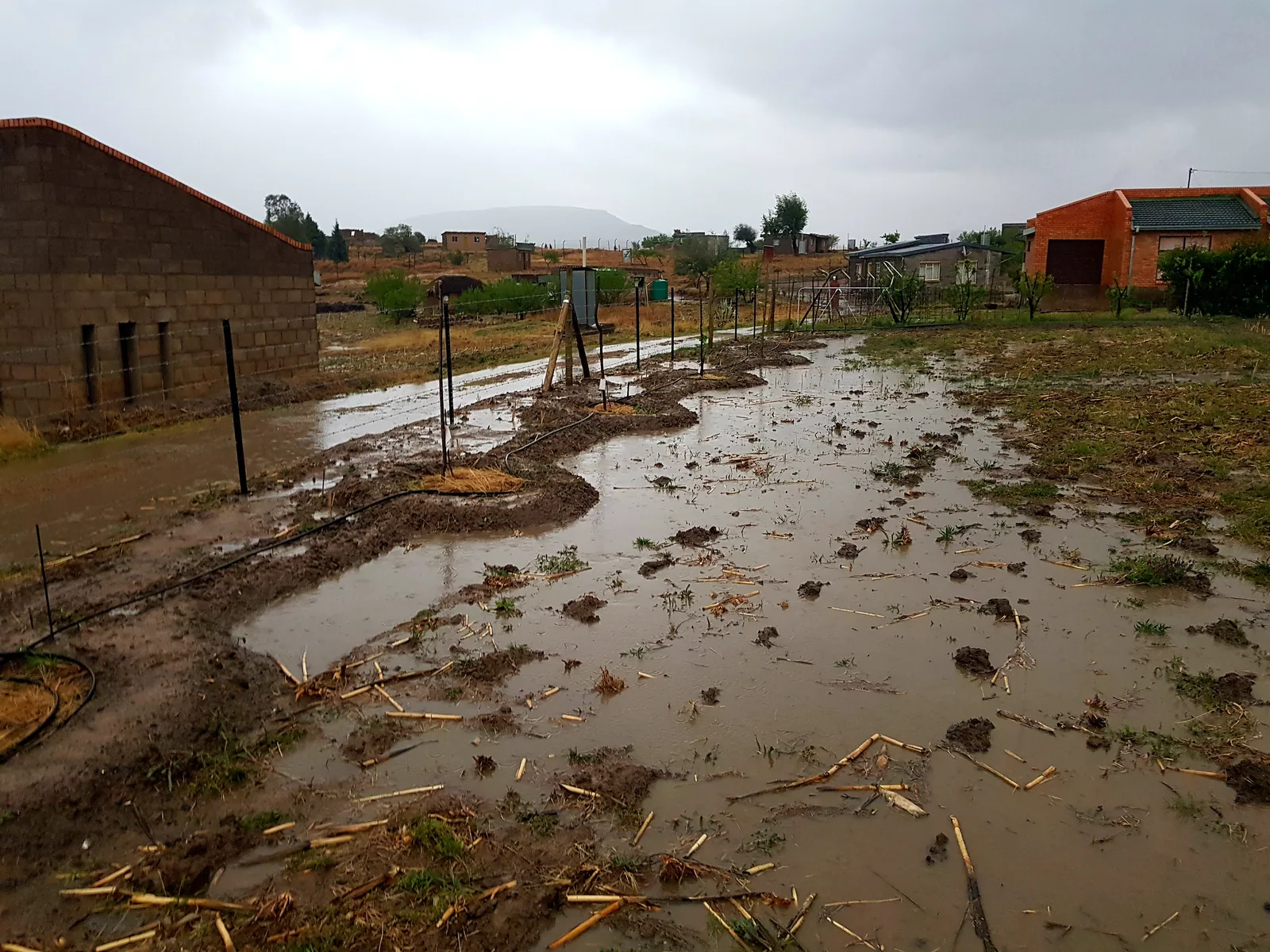 Wet field with standing water around planted rows, young trees and black irrigation lines beneath a grey sky