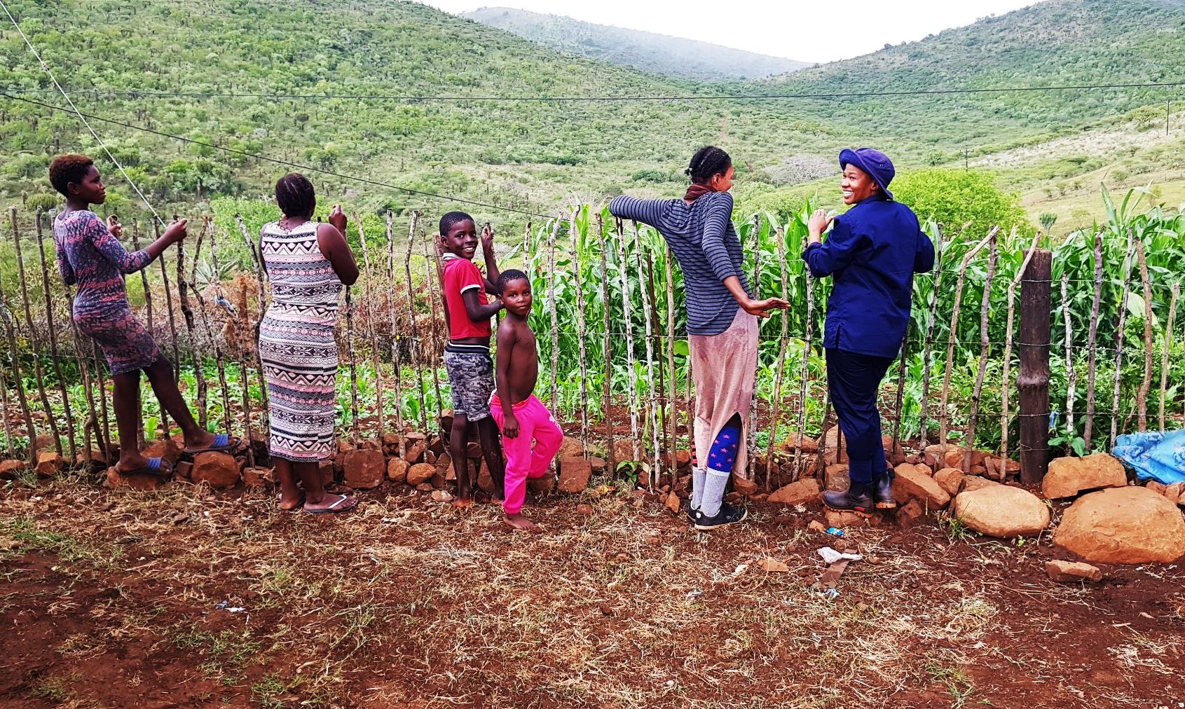The field team speaking with a household beside a productive maize garden