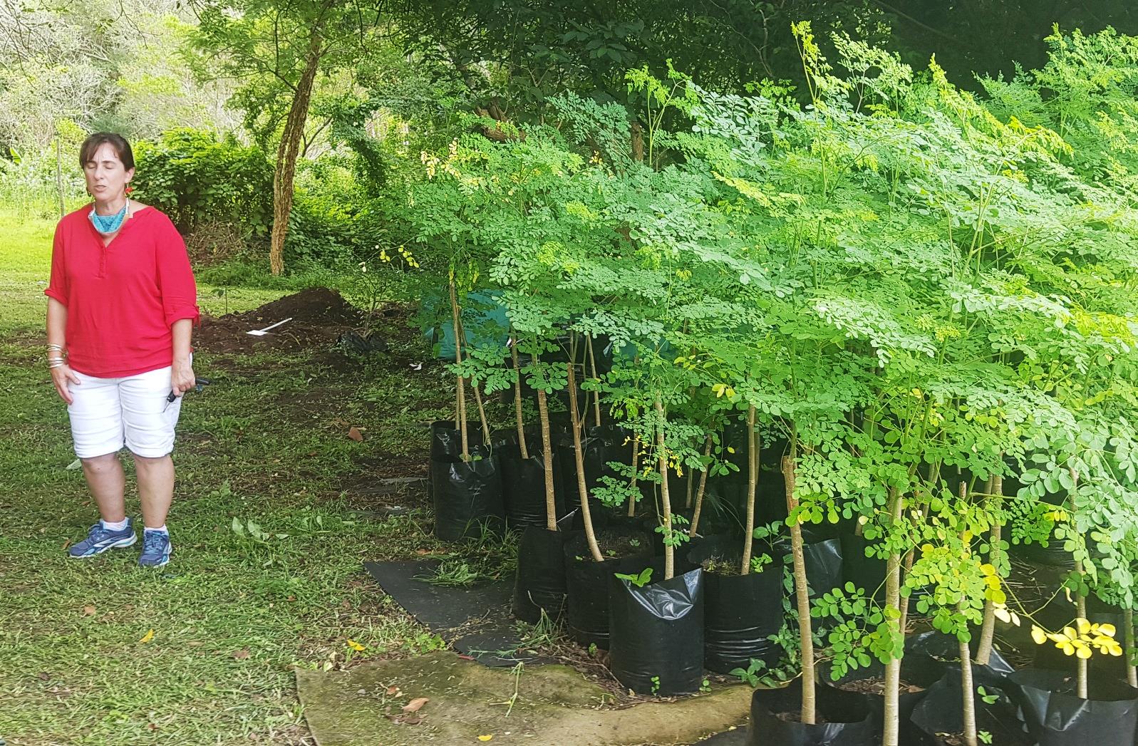 Michelle Hofmeyer beside moringa trees at Twin Stream Nursery