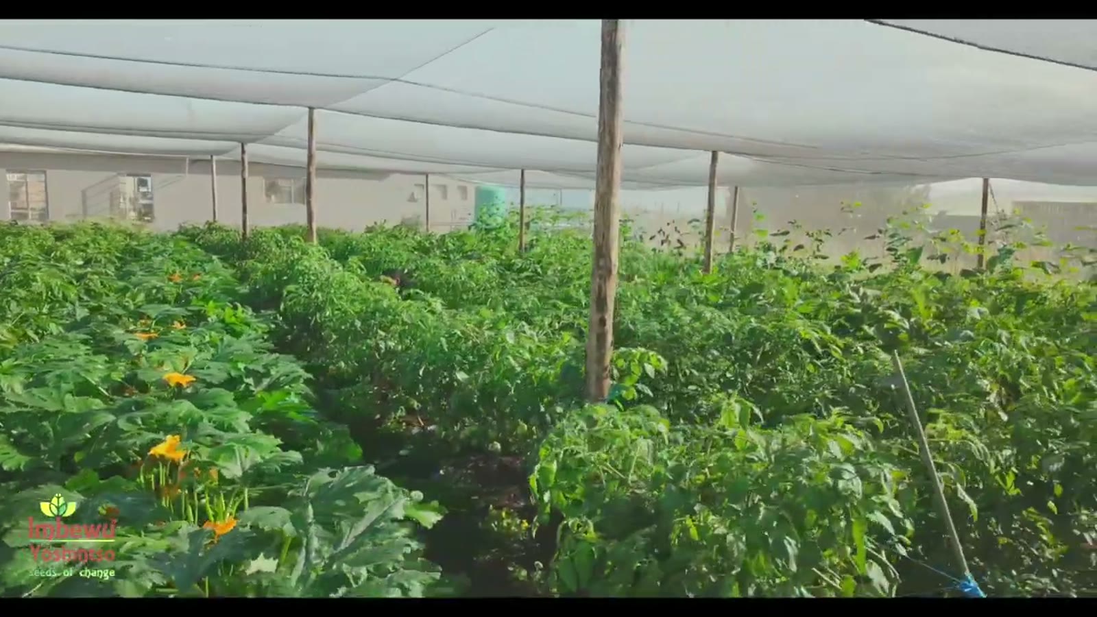 The established Manyoni organic market garden under its protective shade tunnel