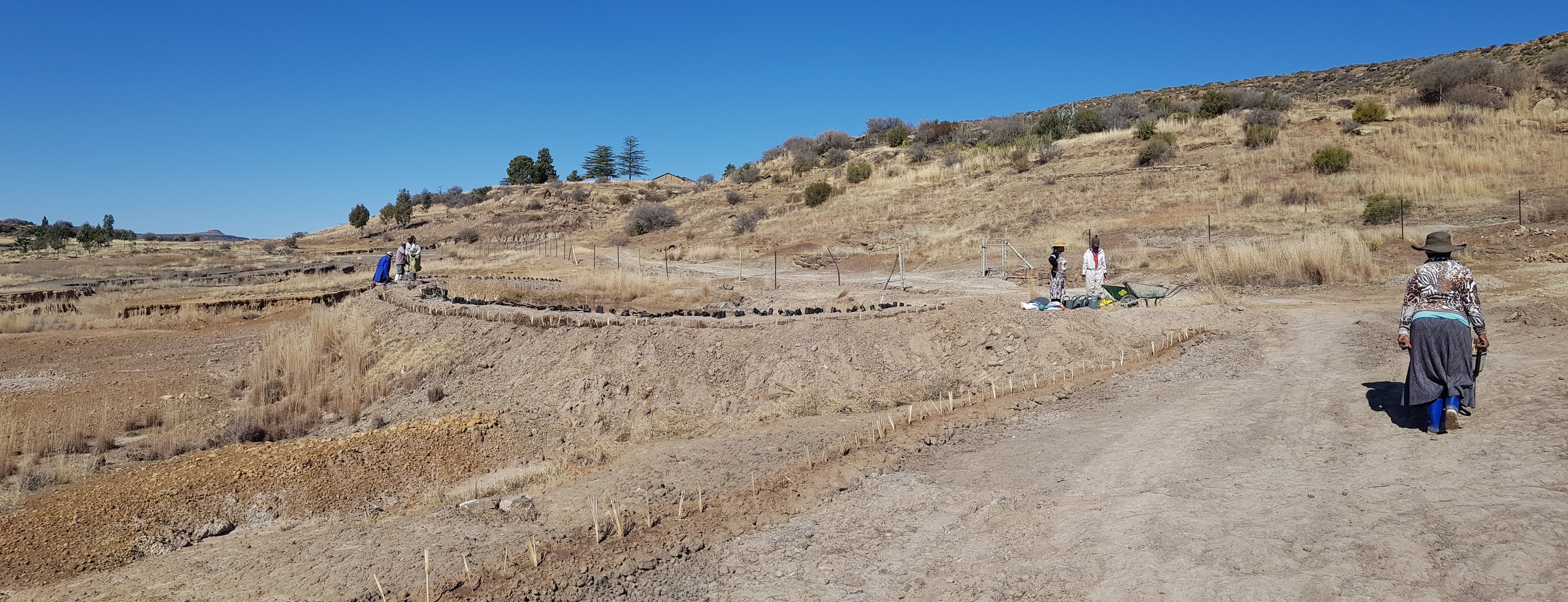 Panorama of a contour terrace with a line of small black nursery bags spaced evenly along its crest before planting; two people stand on the terrace, a conifer stand and a stone building on the skyline, and a broad excavated slope of orange subsoil in the foreground