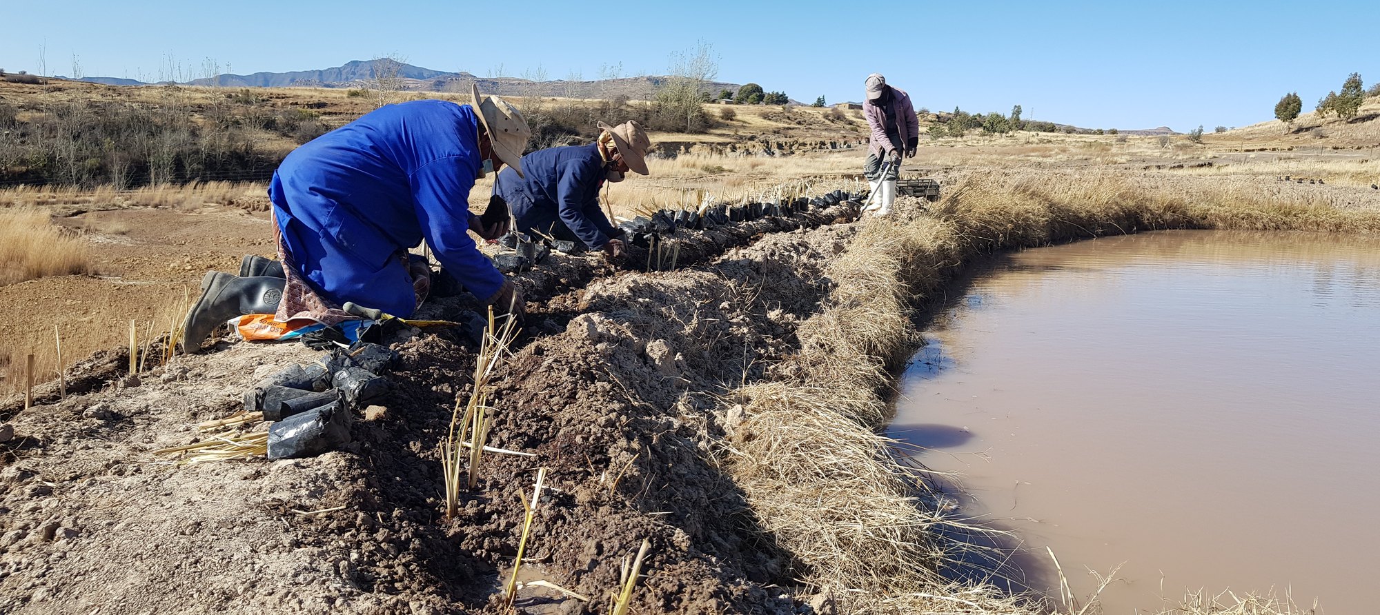 Two people in blue overalls and wide-brimmed hats kneeling on the berm of a water-holding basin, setting vetiver slips into a line of black nursery bags laid along it; cut slips lie in the foreground and the basin holds brown water