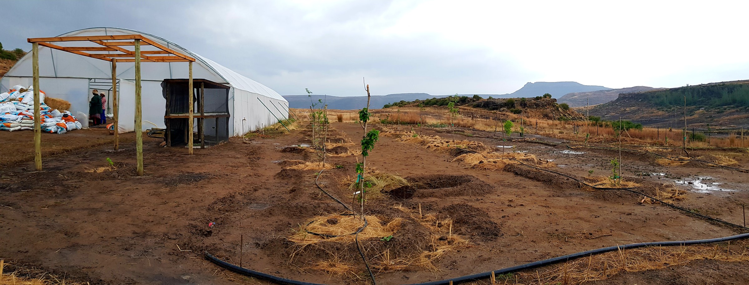 Panorama of newly planted orchard rows in wet red soil: mulched planting basins with young saplings, black drip line snaking between them, a new yellow steel frame going up at the left beside the white polytunnel, and a flat-topped mountain behind