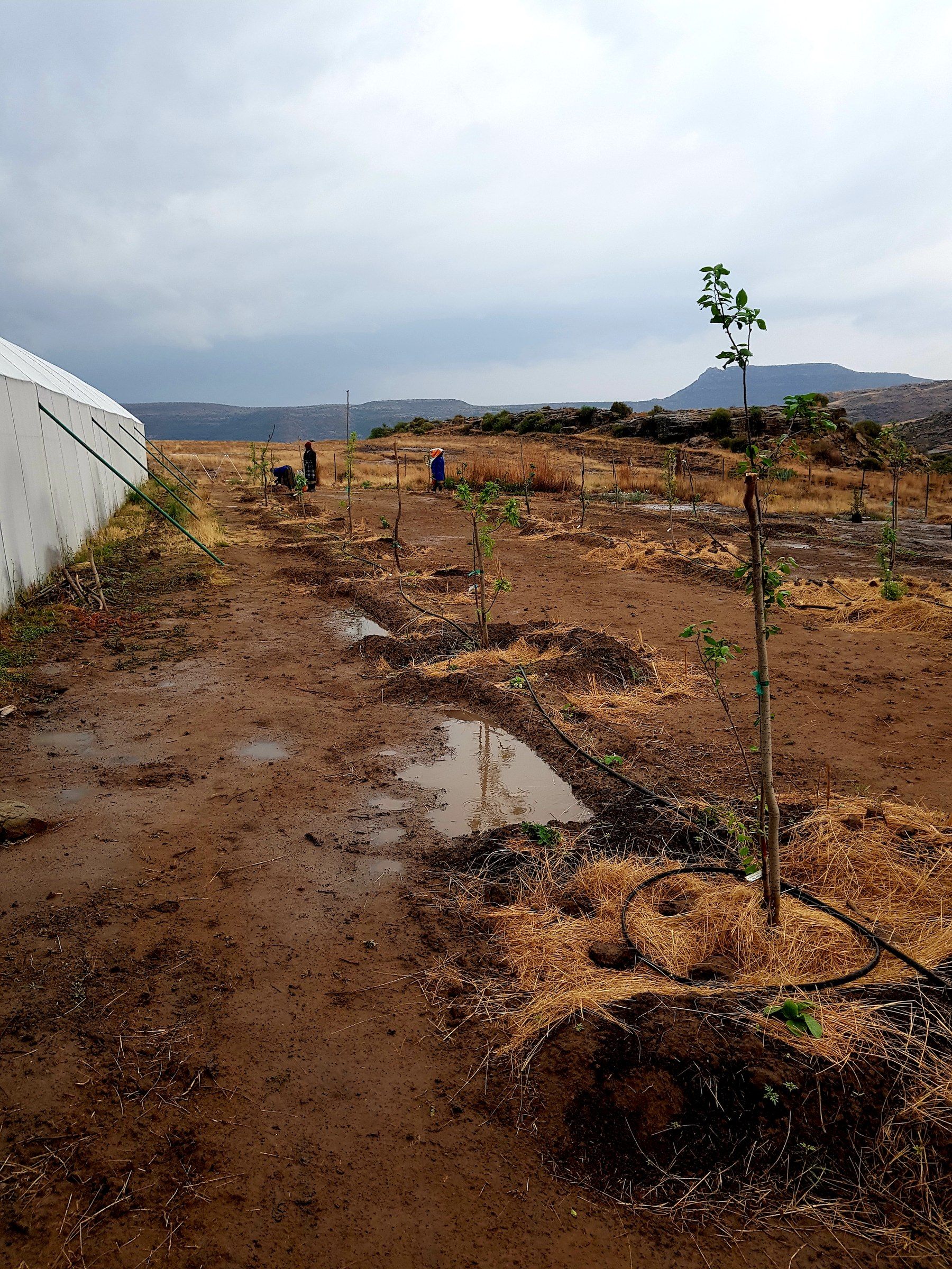 A young staked sapling in a mulched planting basin of wet red soil with black drip tubing coiled at its base, rain standing in puddles on the ground, a row of further saplings running away past the white polytunnel, and two people working in the distance
