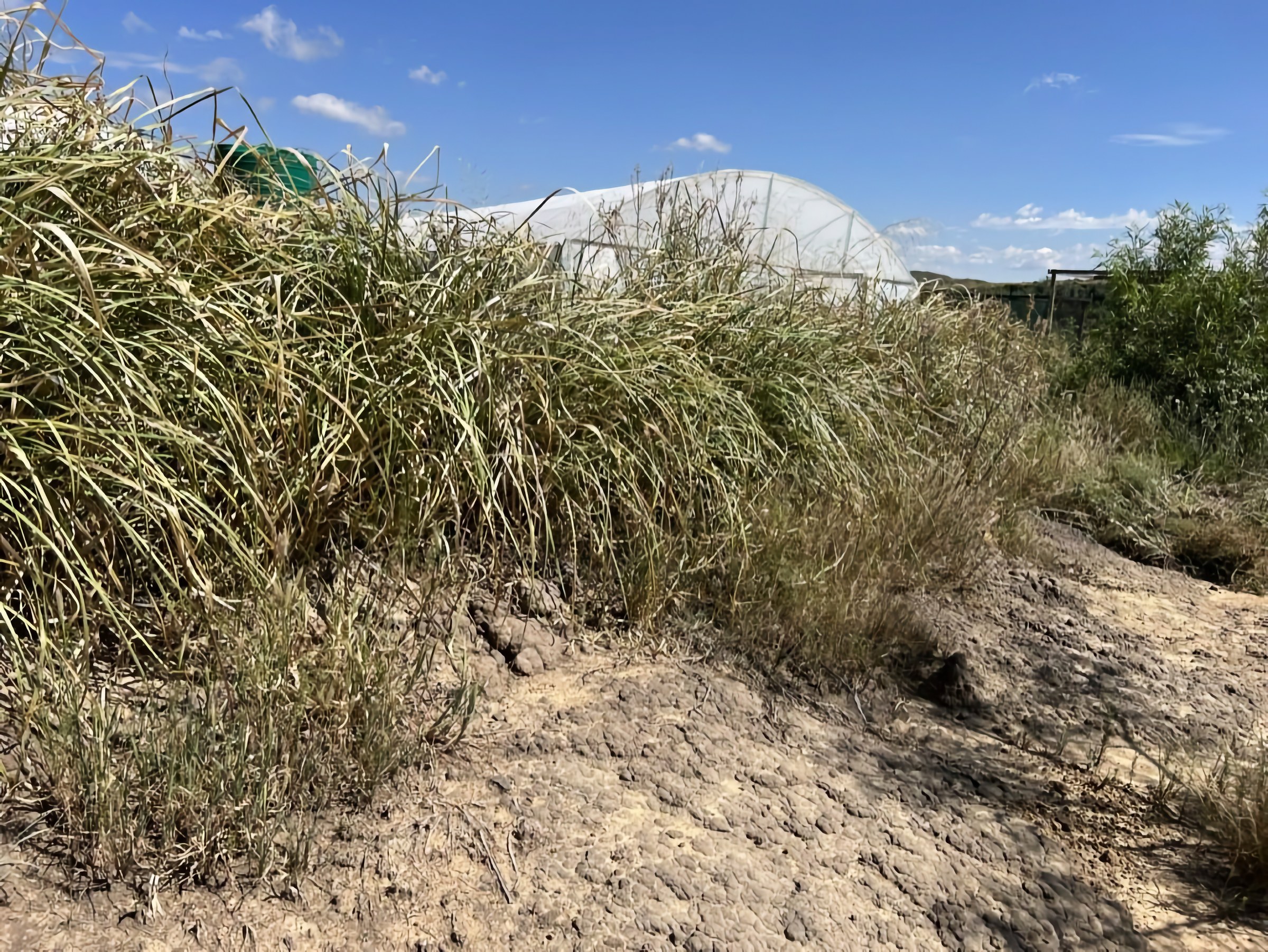 A dense line of tall clumping grass, chest height, running across the foreground in front of the white polytunnel and a green shade structure, with bare pale ground in front of it and a wire fence alongside