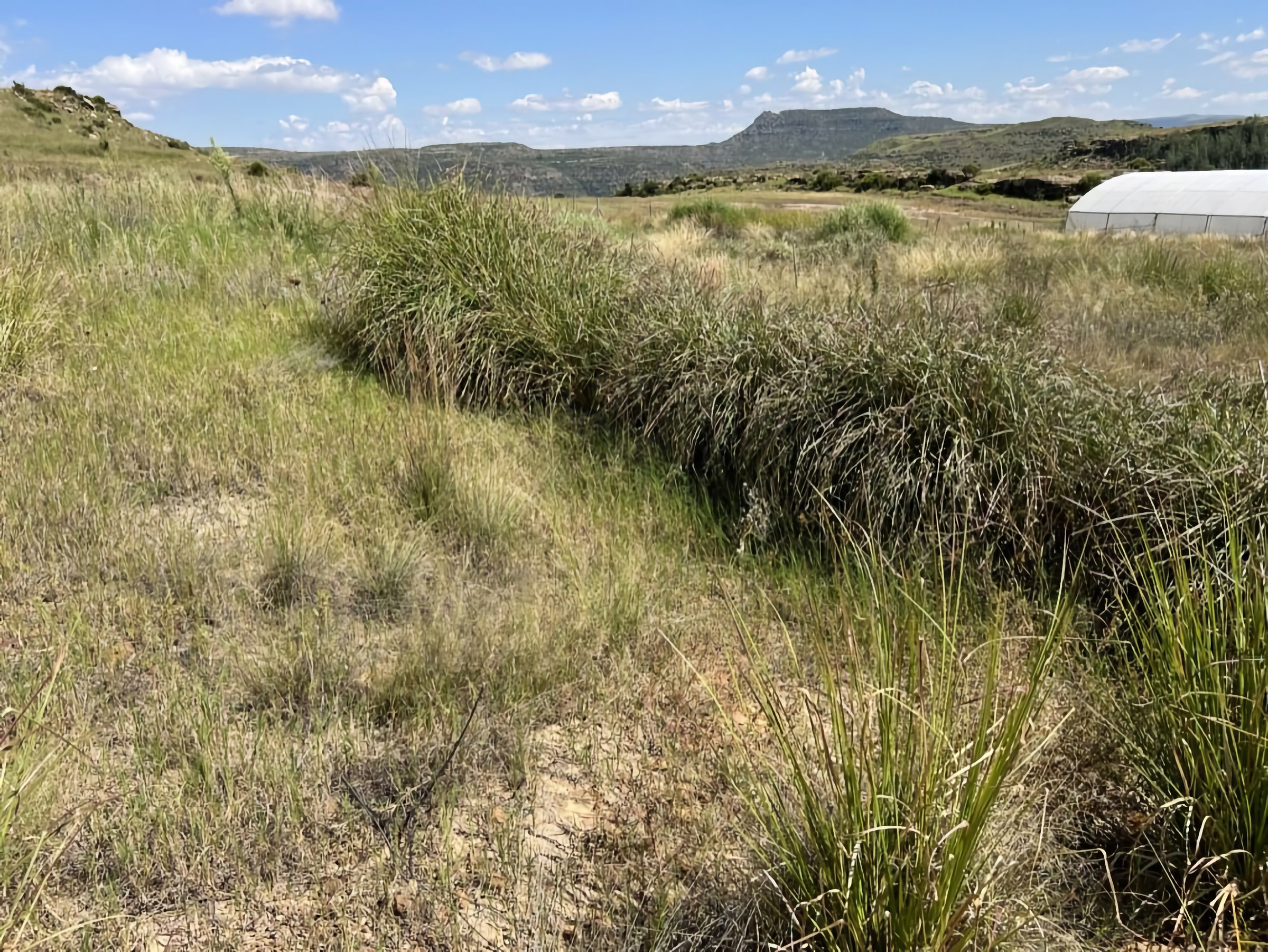 A dense, continuous line of tall clumping grass following the curve of a shallow earthwork channel away from the camera, with the white polytunnel at the right and flat-topped mountains behind