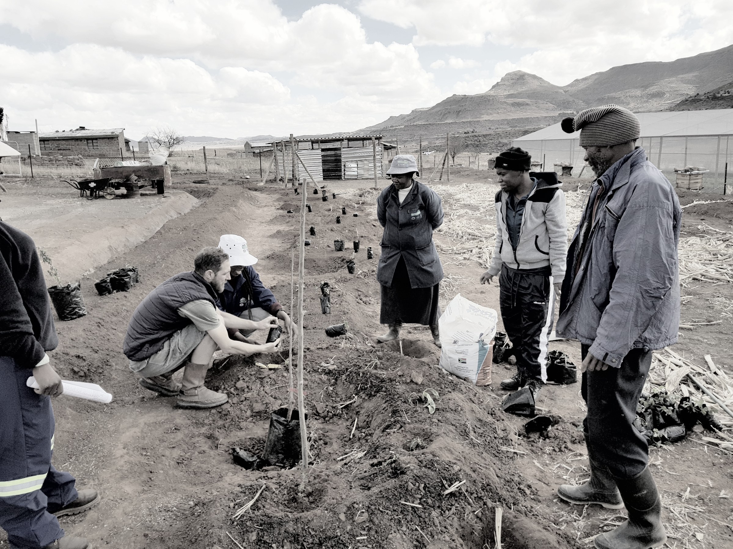 Rory Clark planting a young tree with members of a Lesotho field team at an RVCC demonstration garden, with the mountain landscape and farm infrastructure visible behind them