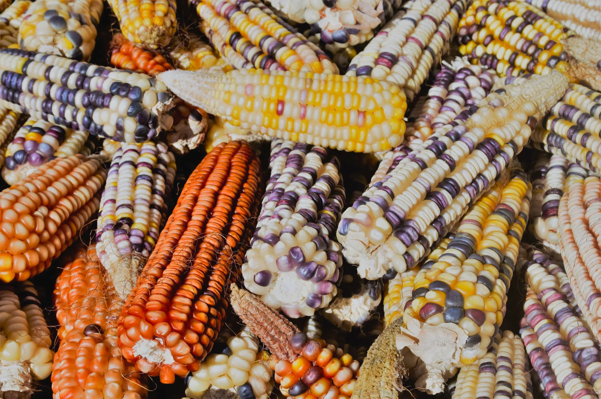 A close view of harvested maize cobs in white, yellow, orange and purple