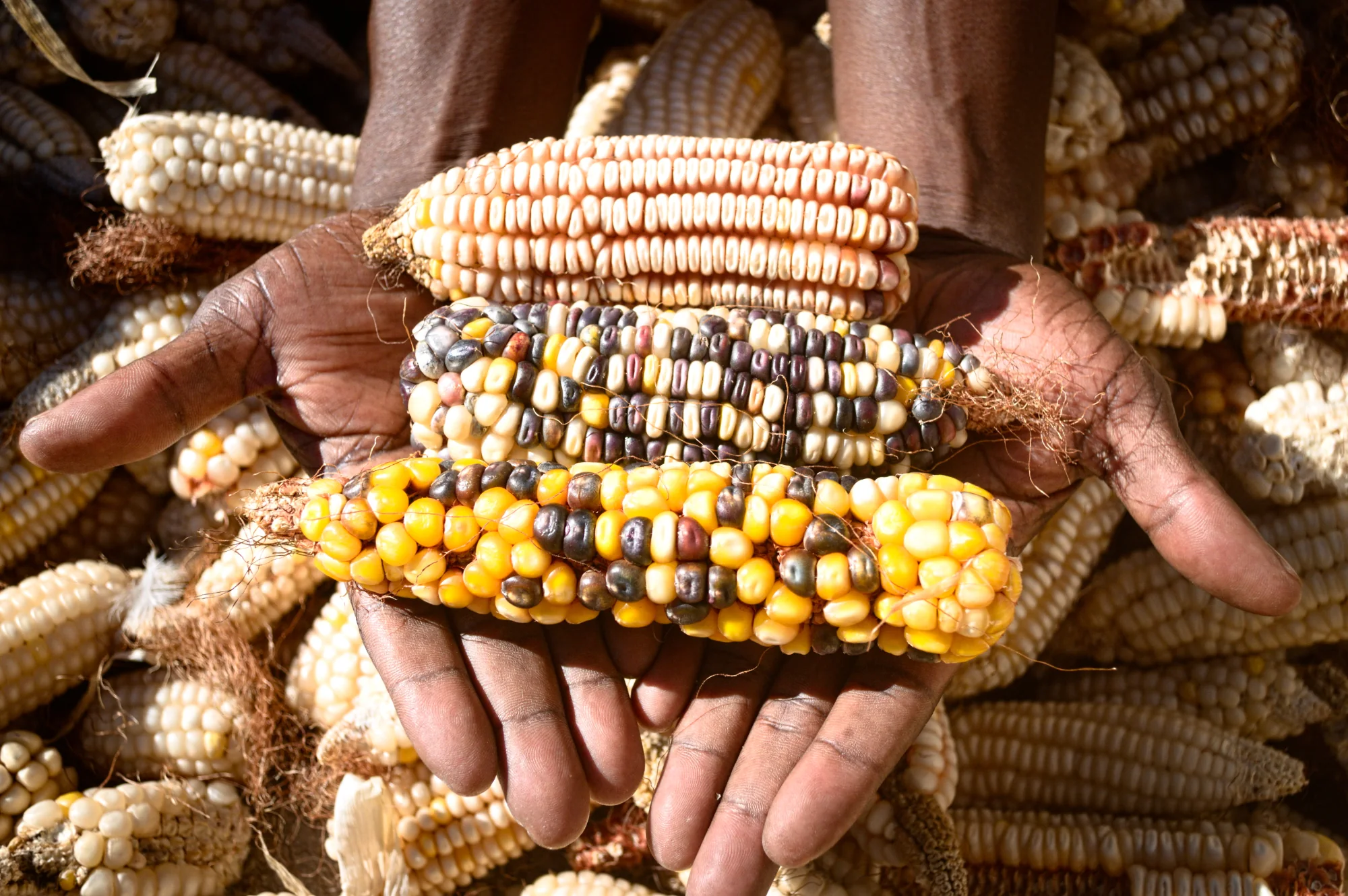 Hands presenting three differently coloured maize cobs above a harvested maize pile