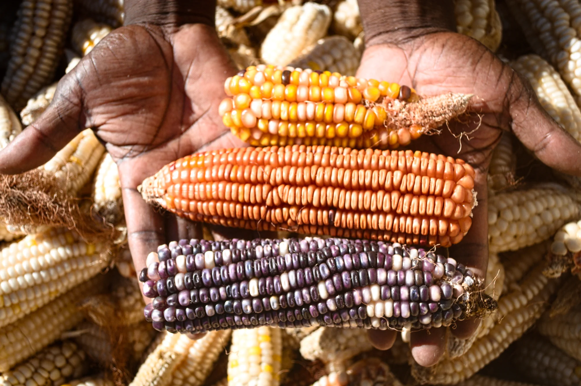 Hands holding orange and purple maize cobs above harvested maize