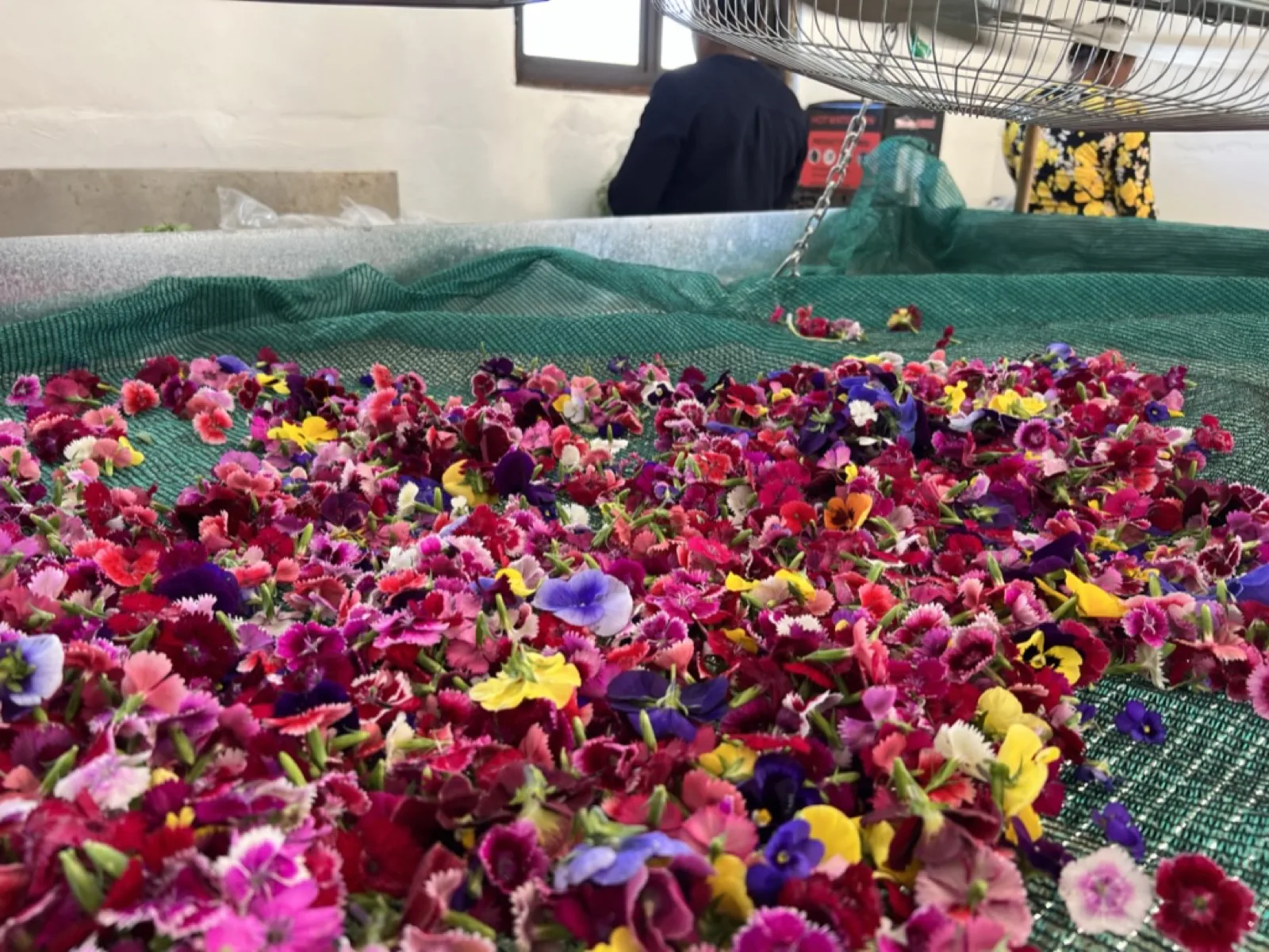 A colourful harvest of edible flowers laid out for processing at Mighty Greens