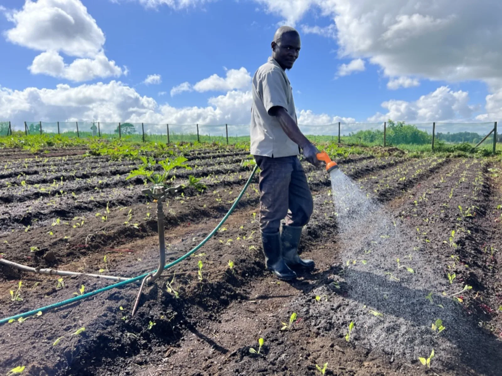 A Mighty Greens team member irrigating young crops in long prepared field rows