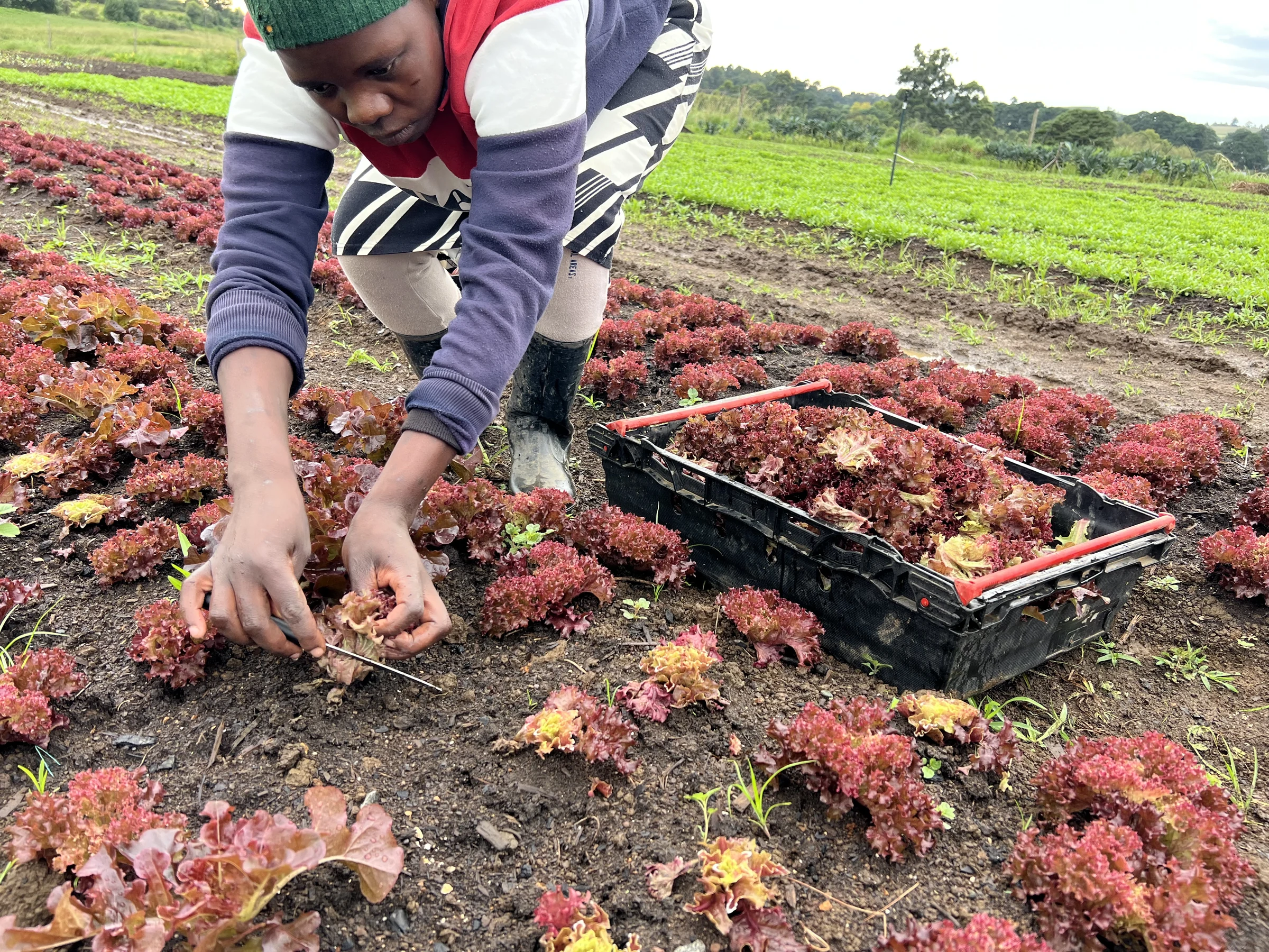 A Mighty Greens team member harvesting red lettuce into a field crate