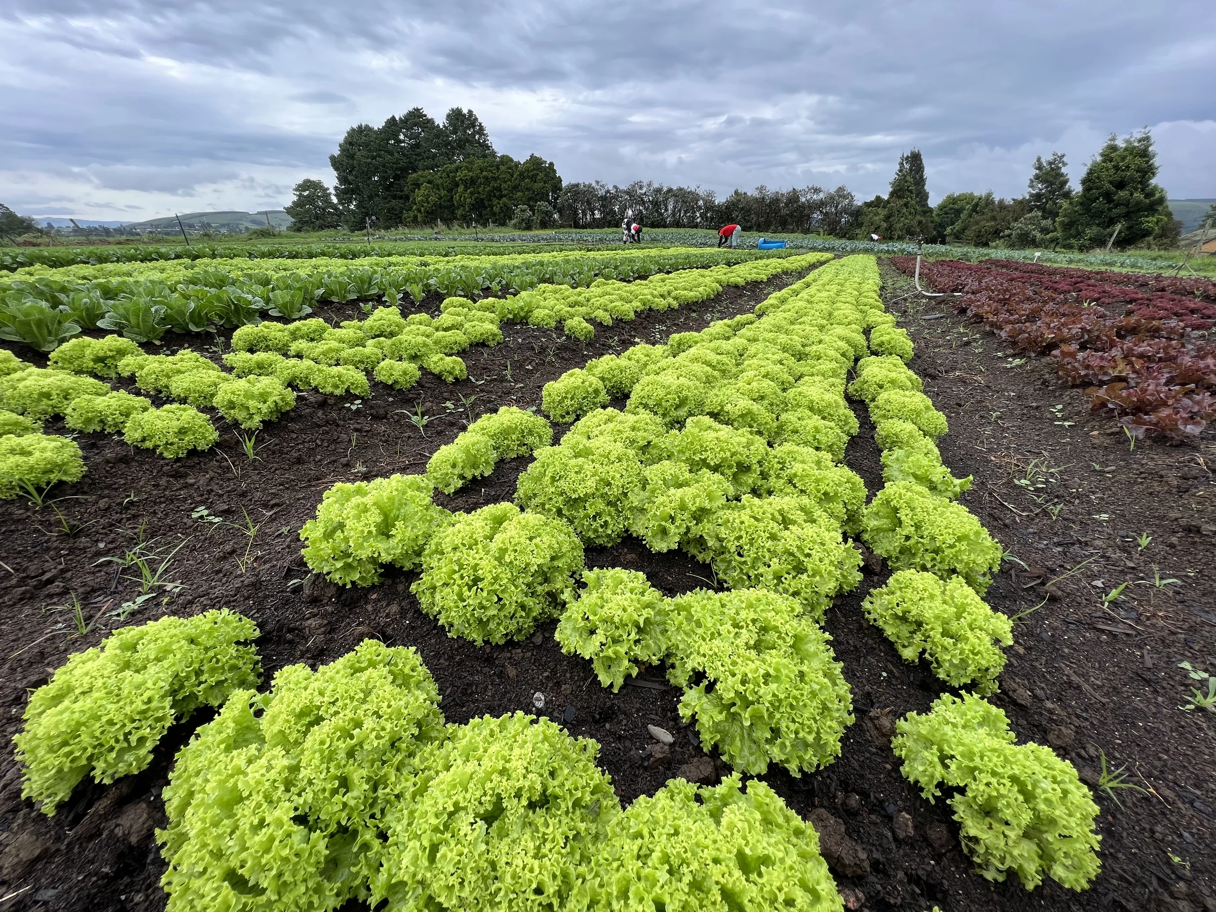 Mature green and red lettuce rows at the Mighty Greens farm with the field team working beyond them