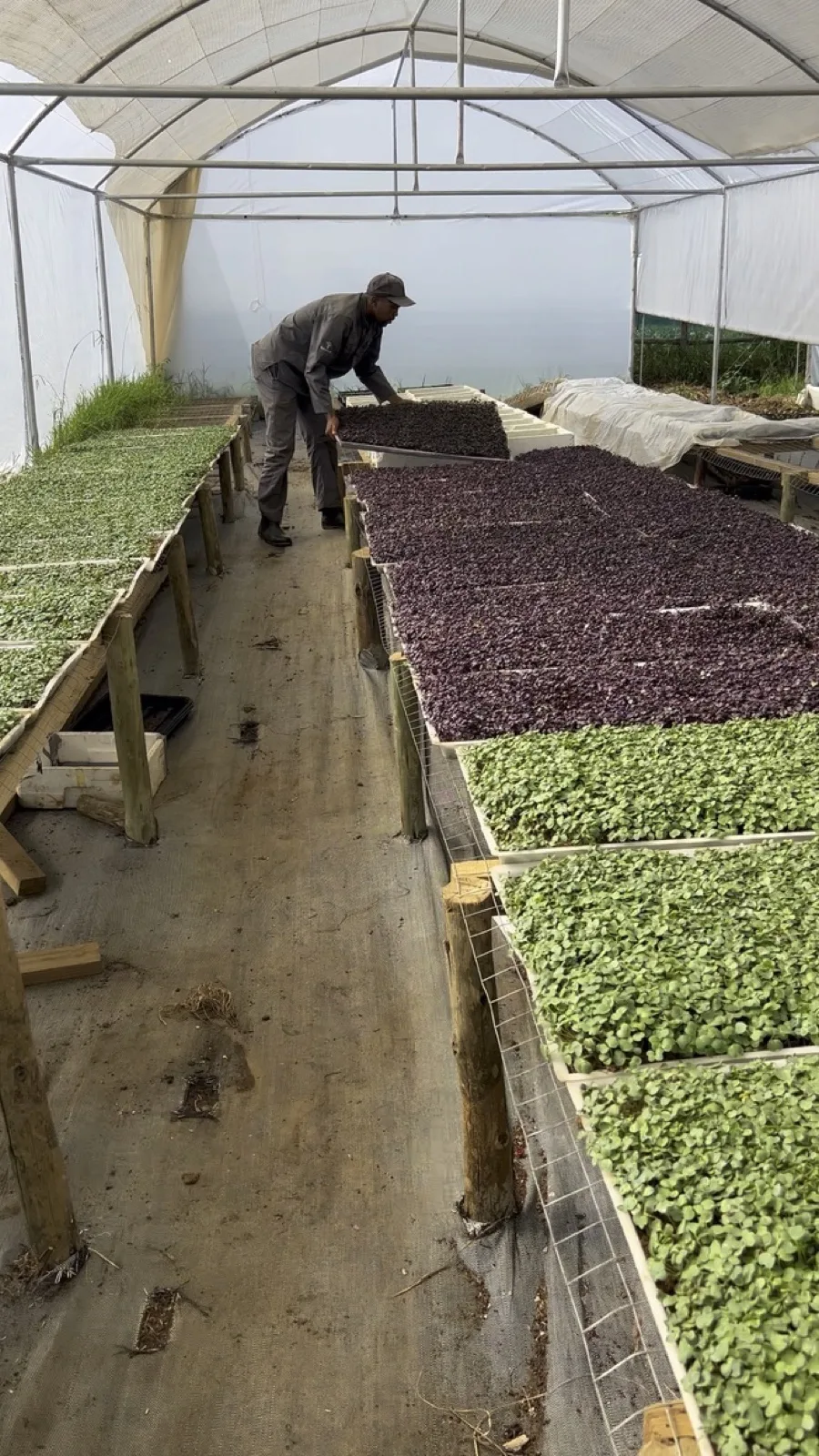 A Mighty Greens team member working between rows of microgreens inside a protected growing tunnel