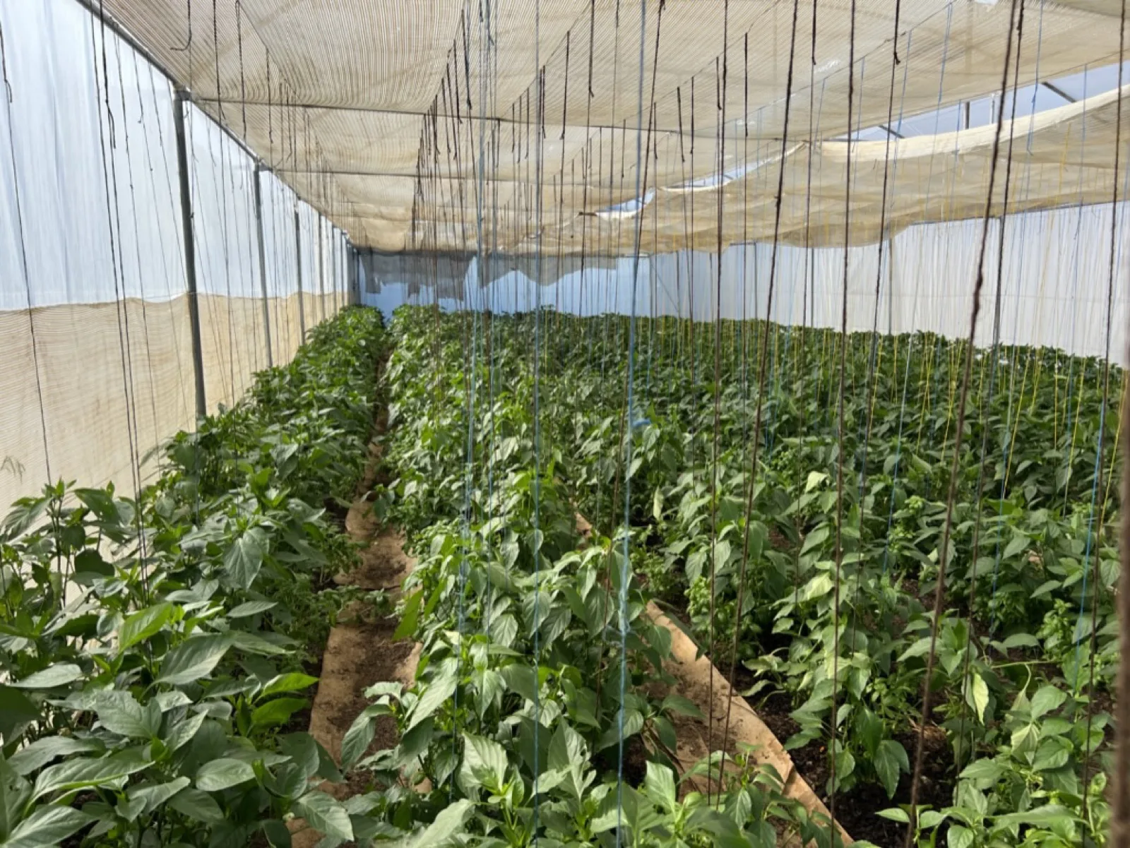 Long rows of trellised crops growing inside a Mighty Greens polytunnel