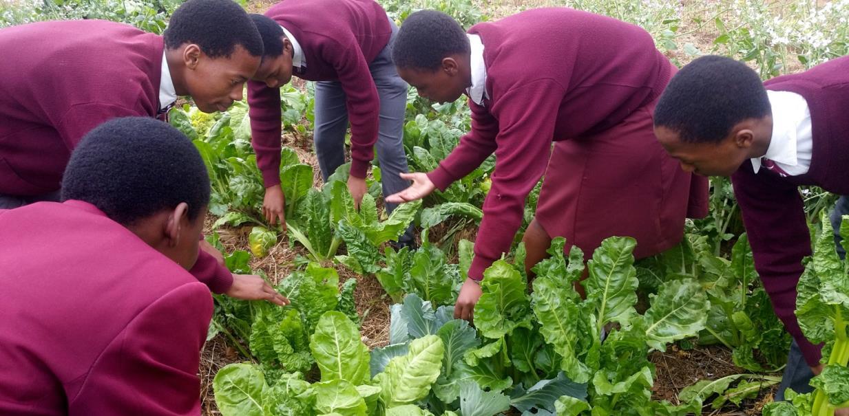 School learners harvesting leafy vegetables from an Umgeni and Hlabisa food garden